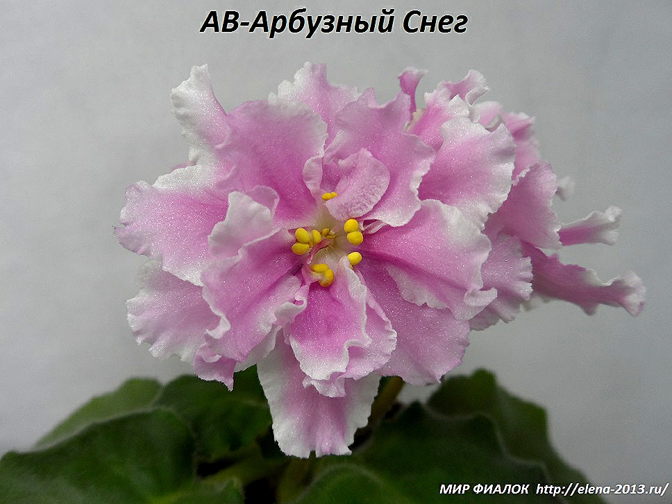 ФИАЛКИ -АВ-